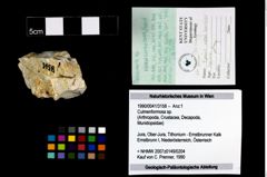 Foto (Objekt + Etikett) von Culmenformosa sp.  (NHMW-GEO-1990-0041-3158)